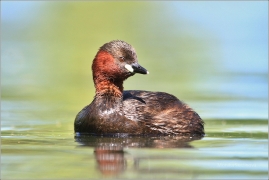 <p>POTÁPKA MALÁ (Tachybaptus ruficollis) /Little grebe – Zwergtaucher/</p>